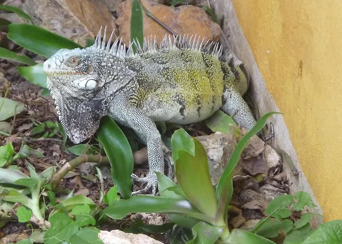 Happy Turtle Apartments